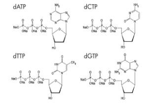生化学的な試薬100 MM DNTPは解決DATP DCTP DTTP DGTPを置いた